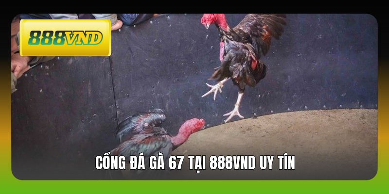 Cổng đá gà 67 tại 888VND uy tín