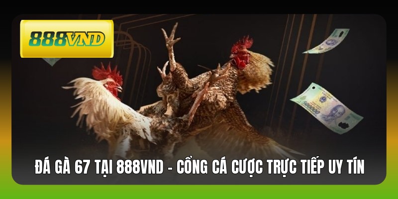 Đá Gà 67 Tại 888VND - Cổng Cá Cược Trực Tiếp Uy Tín