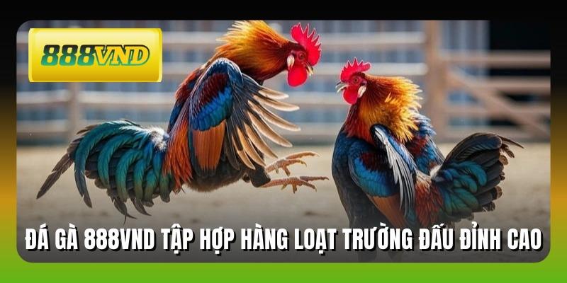 Đá gà 888VND tập hợp hàng loạt trường đấu đỉnh cao