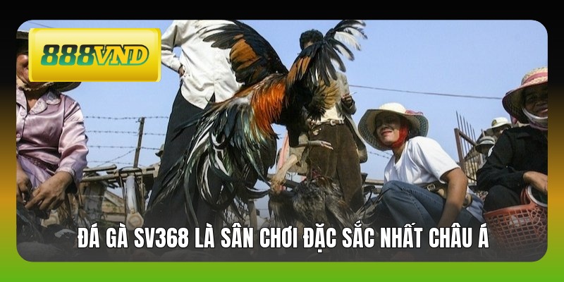 Đá gà SV368 là sân chơi đặc sắc nhất Châu Á