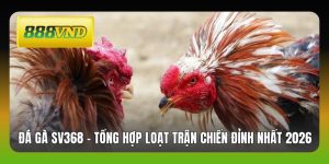 Đá Gà SV368 - Tổng Hợp Loạt Trận Chiến Đỉnh Nhất 2026