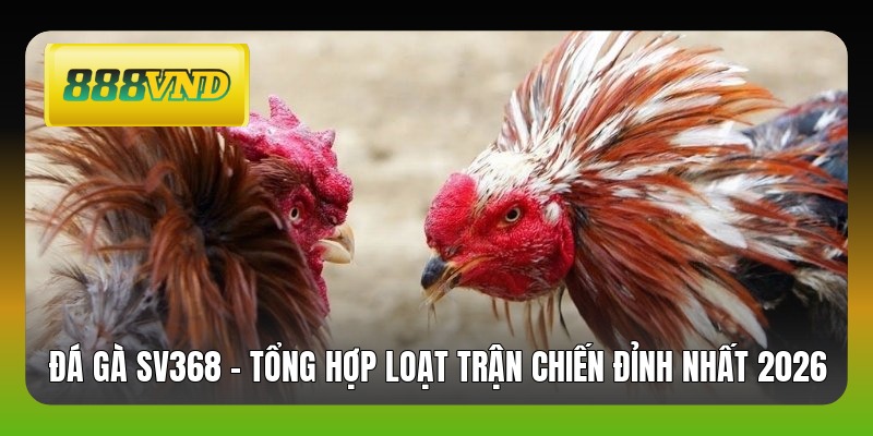 Đá Gà SV368 - Tổng Hợp Loạt Trận Chiến Đỉnh Nhất 2026