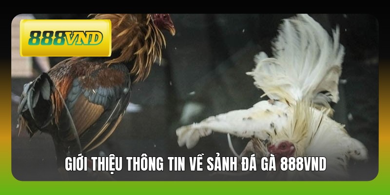 Giới thiệu thông tin về sảnh đá gà 888VND