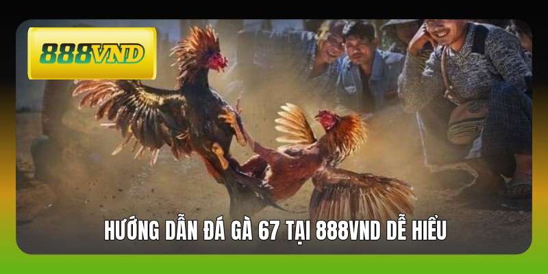 Hướng dẫn đá gà 67 tại 888VND dễ hiểu