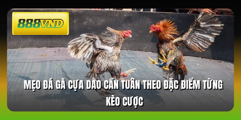 Mẹo đá gà cựa dao cần tuân theo đặc điểm từng kèo cược