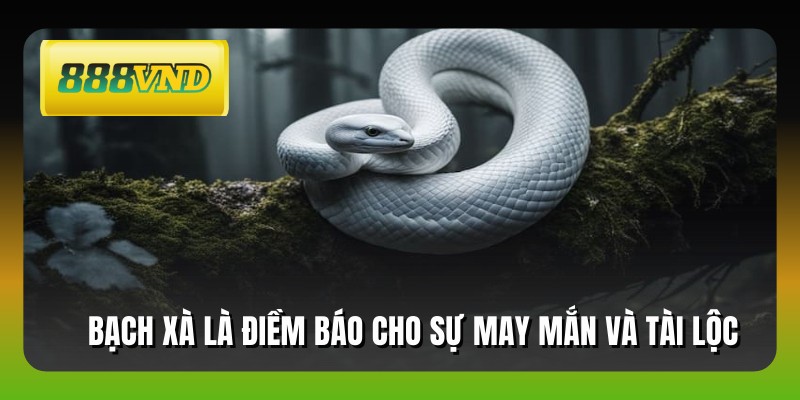 Bạch xà là điềm báo cho sự may mắn và tài lộc