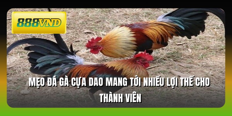 Mẹo đá gà cựa dao mang tới nhiều lợi thế cho thành viên