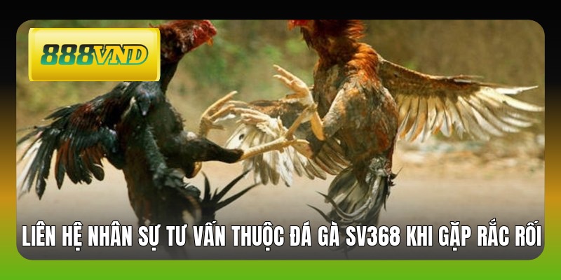 Liên hệ nhân sự tư vấn thuộc đá gà SV368 khi gặp rắc rối