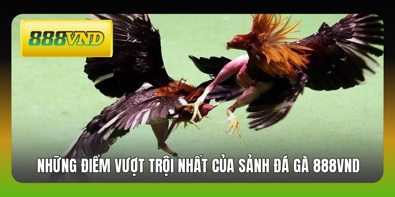 Những điểm vượt trội nhất của sảnh đá gà 888VND